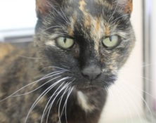 Misty – 15yrs – Female
