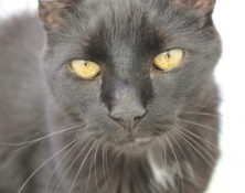 Special Lucky – 13yrs – Male
