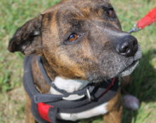 Lilly – 6yrs – Female