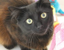 Fluffy – 10mnths – Male