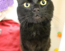 Foxy – 3yrs – Male