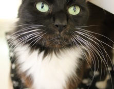 Fluffy – 8yrs – Female