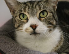 Daisy – 6yrs – Female