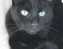 Bene – 8yrs – Male