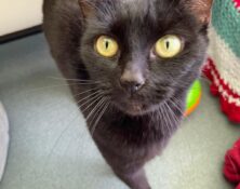 Jasmine – 8yrs – Female (RESERVED)