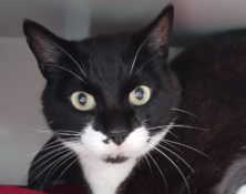 Jasper – 8yrs – Male