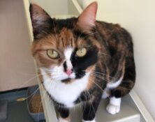 Korina – 3yrs – Female