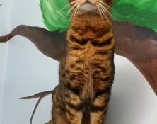 Leo – 4yrs – Male (RESERVED)
