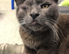 Louis – 7yrs – Male (RESERVED)