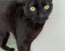 Midnight – 1yrs – Female