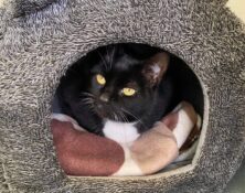 Mitsy – 10yrs – Female (RESERVED)