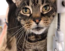 Molly – 18yrs – Female