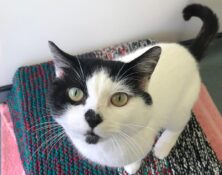 Patch – 5yrs – Male