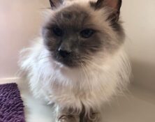 Prince – 8yrs – Male (RESERVED)