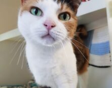 Princess – 8yrs – Female