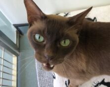 Rambo – 12yrs – Male (RESERVED)