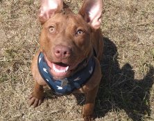 Roxy – 6mts – Female (RESERVED)