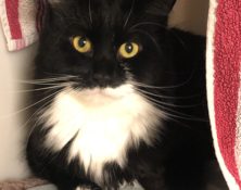 Rudi – 2yrs – Male (RESERVED)