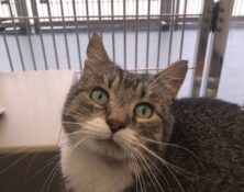 Simba – 2yrs – Male (RESERVED)