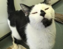 Snowy – 10yrs – Male