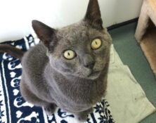 Sweep – 8yrs – Male