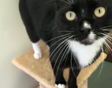 Sooty – 10mts – Male
