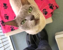 Suki – 12yrs – Female (RESERVED)