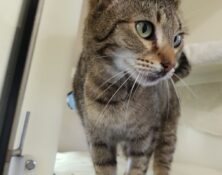 Taz – 4yrs – Female