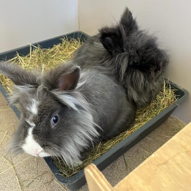 Teddy & Bluebell – 4yrs – Various