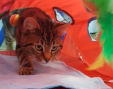 Toby – 1yrs – Male
