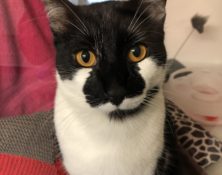 Tom – 1yrs – Male (RESERVED)