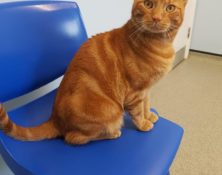 Tyrian – 2yrs – Male (RESERVED)