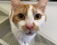 Garfield – 18mts – Male (RESERVED)
