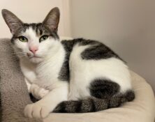 Patches – 3yrs – Male (RESERVED)