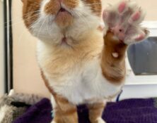 Cassian – 5yrs – Male (RESERVED)