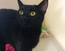 Winnie – 3yrs – Female (RESERVED)