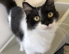Alaska – 2yrs – Female