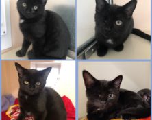 * KITTEN FOSTER HOMES NEEDED *