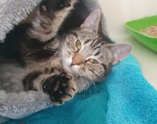 Blue – 1yrs – Female