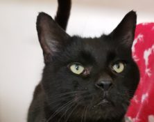 Charlie – 9yrs – Male