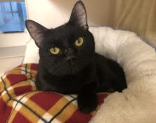 Bert – 3yrs – Male