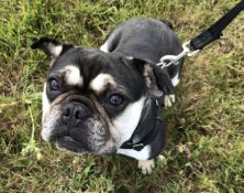 Lottie – 6yrs – Female (RESERVED)