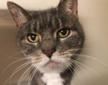 Willow – 14yrs – Female (RESERVED)