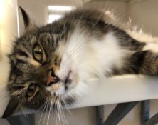 Noodles – 12yrs – Male