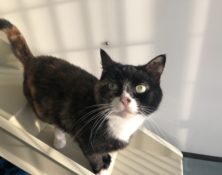 Pickles – 4yrs – Female