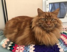 Simba – 8yrs – Male (RESERVED)