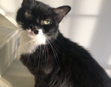 Snuffles – 11yrs – Female