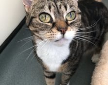 Snuggles – 11yrs – Female