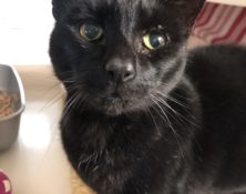 Spice – 7yrs – Female (RESERVED)