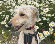 Teddy – 4 years – Male – Lurcher X